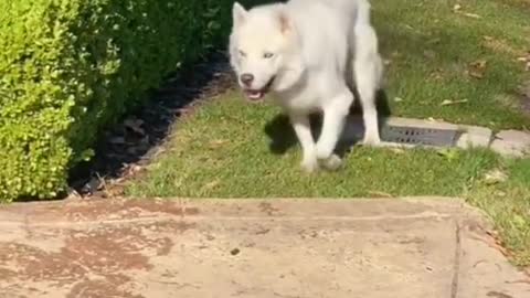 Awesome dancing Dog