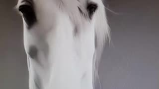 Unknown horse