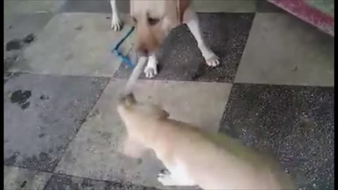 Cachorro desafía a su madre a un partido de cinchada
