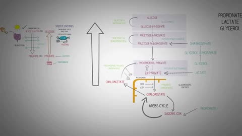 gluconeogenesis path way...