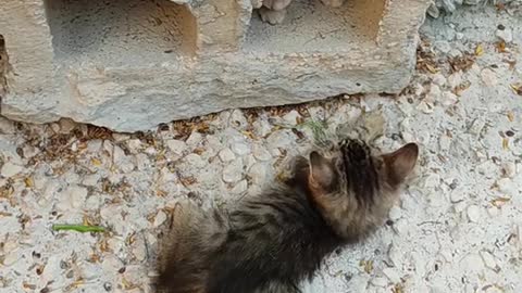 Two Kittens Playing Near A Hollow Block