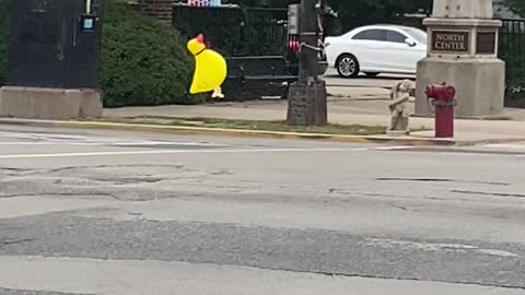 Duck Balloon Floating in Traffic Dodges Cars