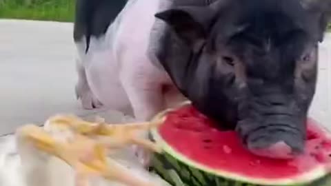 Animals Doing Things - Funny Pig, Dog and Hen Videos #funnyanimals #animalvideos