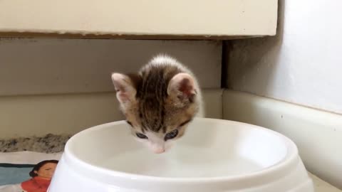 Kitten's first attempt at drinking water