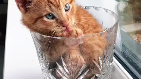 Cat inside mug