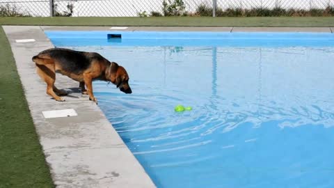 The swimming dog