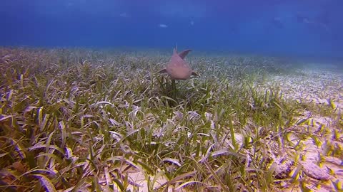 Tiburón bebé busca llamar la atención de unos buzos