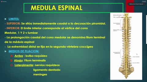 Clase 2 - Introducion SNC y Medula espinal - 23_06_2021