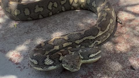 Massive Carpet Python Bites Snake Catcher