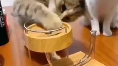 Funny and cute cats