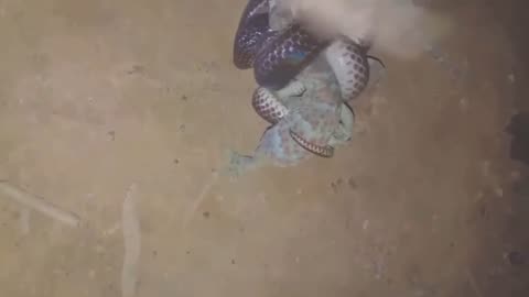A brave gecko fights a snake to rescue another gecko that is being attacked by a snake