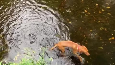 Vizsla Puppy having lots of water fun and running