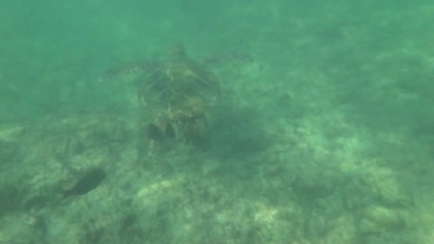 Swimming with the Green Hawaiian Sea Turtle (Honu) - Fairmont Orchid Big Island Hawaii