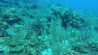 Beautiful Reef being patrolled by 4 Nurse Sharks