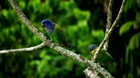 Nature Bird Fauna Green