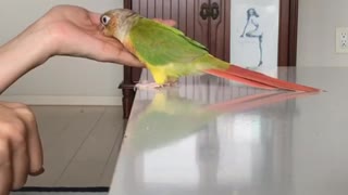 Parrot plays guessing game with owner