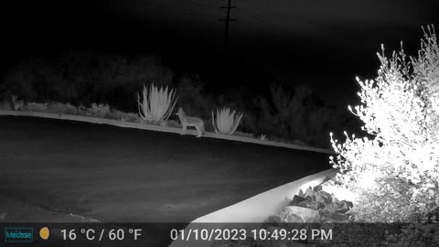A couple of nighttime coyotes in the driveway