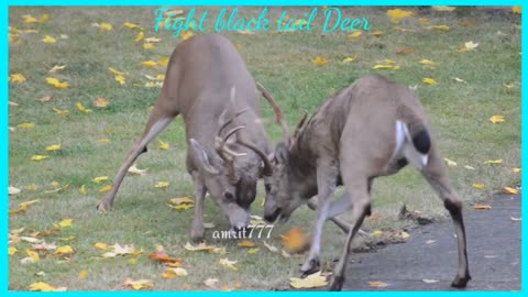 Fight black tail Deer more time