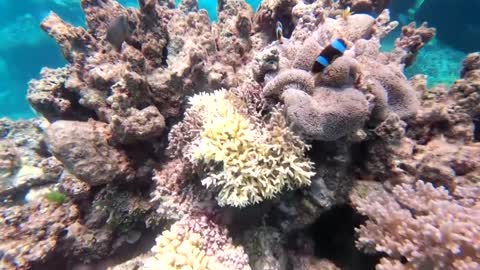 Australia gives further funds to protect the GBR