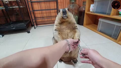 marmot funny calmly cuts nails like a customer