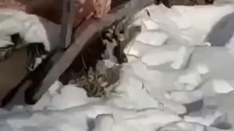 A weasel tries to steal a fish