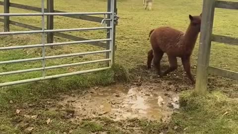 Alpacas Adorably Try to Jump Over Puddle - 1290190