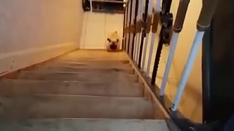 Pug decides to climb stairs in peculiar fashion