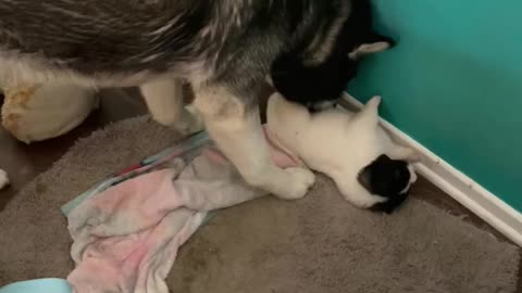 Husky mama clean the Akita puppies