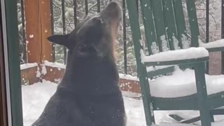 Happy Dog Snaps at Snow