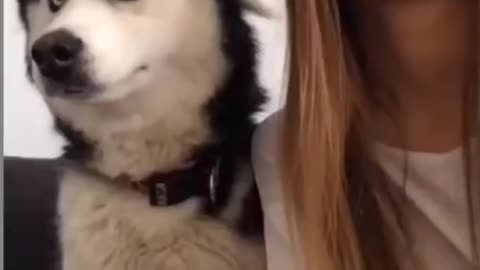 Funny Husky Dog | Try not to LAUGH |