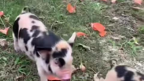 Cute babypig #pig #babypig #piggy