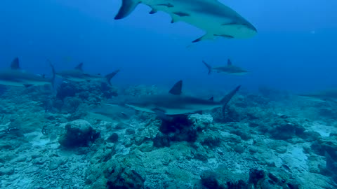 Jump in with Caribbean reef sharks in Roatan, Honduras in VR180