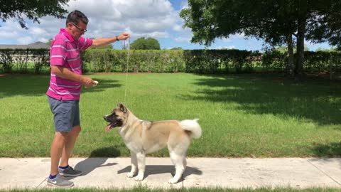 Dog Show Hand Stack Training Tips