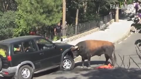 A byson attacks a sumo car