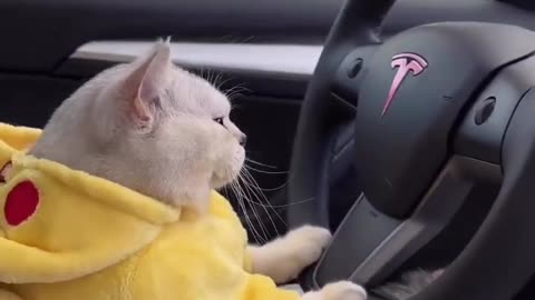 cute cat status video😻 _ cat driving tesla #shortvideo #ytshorts #youtubeshorts #shortsfeed #shorts