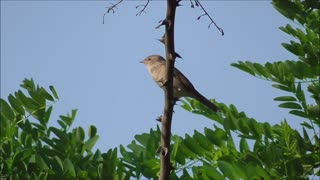 garden warbler stands on the branch