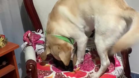 Dog Gets a Christmas Present Too