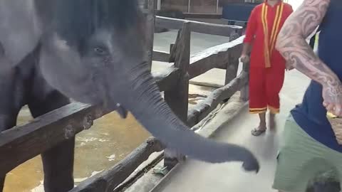 Couple scolds a boy who pretends he is going to punch an elephant