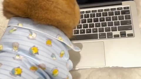 Funny and Cute Cats Videos #149