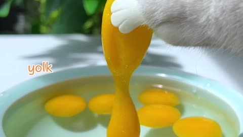 Longyin Poached Egg Is So Cute!🤤😲😍 (ASMR) | Chef Cat Cooking | Creative Food Idea #tiktok #Shorts
