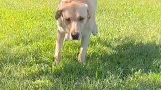 Funny dog play the football 😛😛