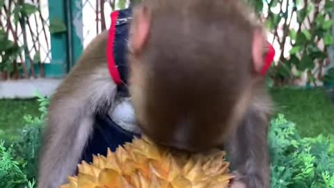 Thử thách bổ sầu riêng của chú khỉ đầu chó