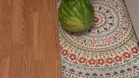 Olive the Jack Russell Rolling into Summer With Watermelon