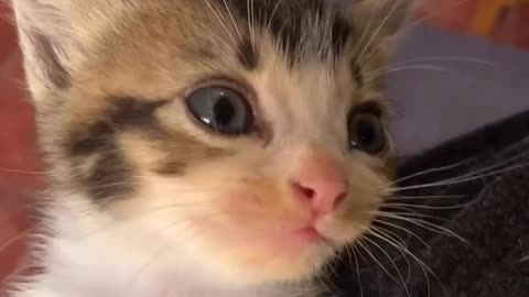 Cat cute viral video 😘😘