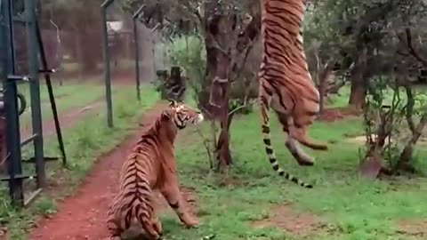 Tiger Jumps to Catch Meat, Slow-Motion