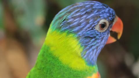 Parrot Bird Colorful Animal Color Wild Green