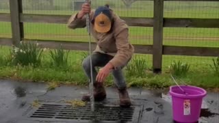 Baby Ducks Saved From Storm Drain