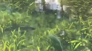 Silver River. Ocala National Forest - Check out those fish!