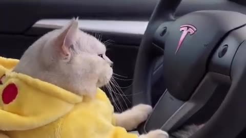 Cute cat Tesla driving video funny videos 😻