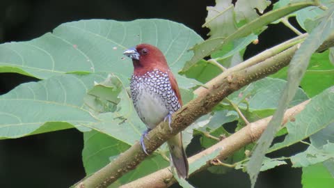 scaly-breasted munia bird